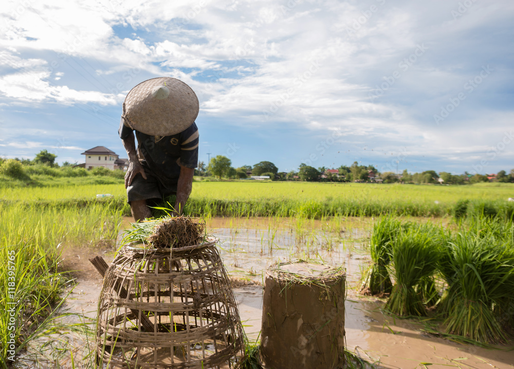 Rice farmers in rice field