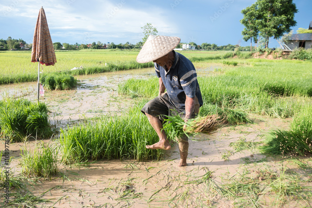 Rice farmers on rice field in Thailand