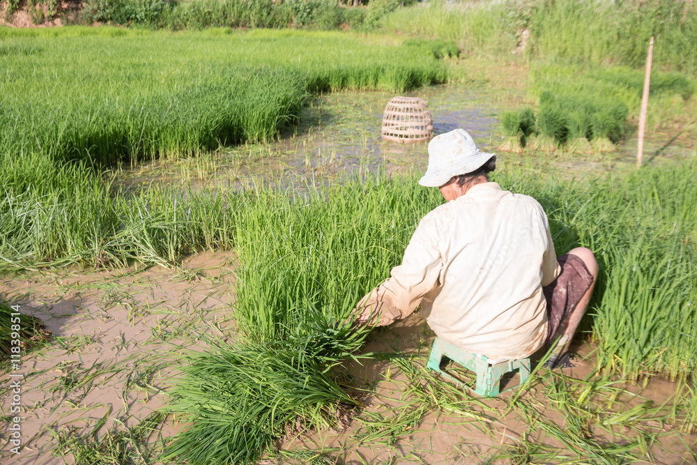 Rice farmers on rice field in Thailand