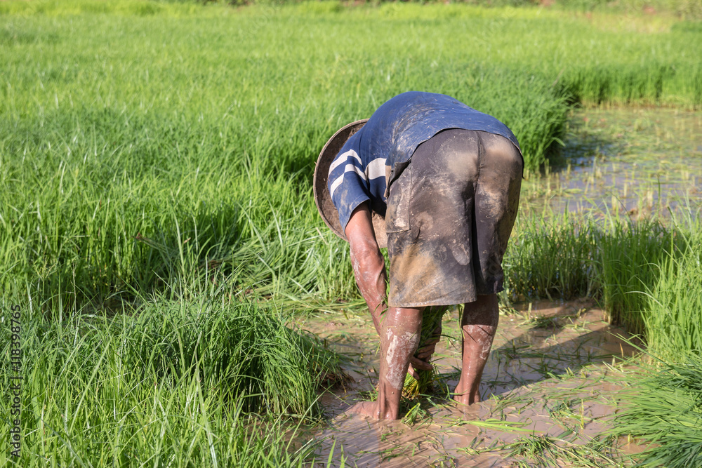 Thai Farmers