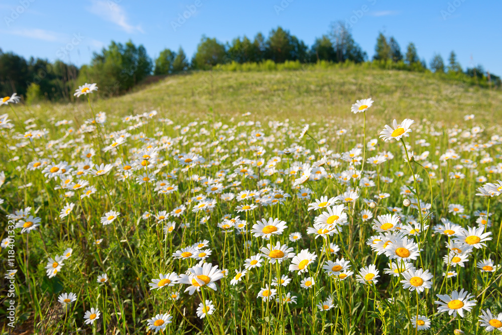 The hill with camomiles a summer joyful landscape.