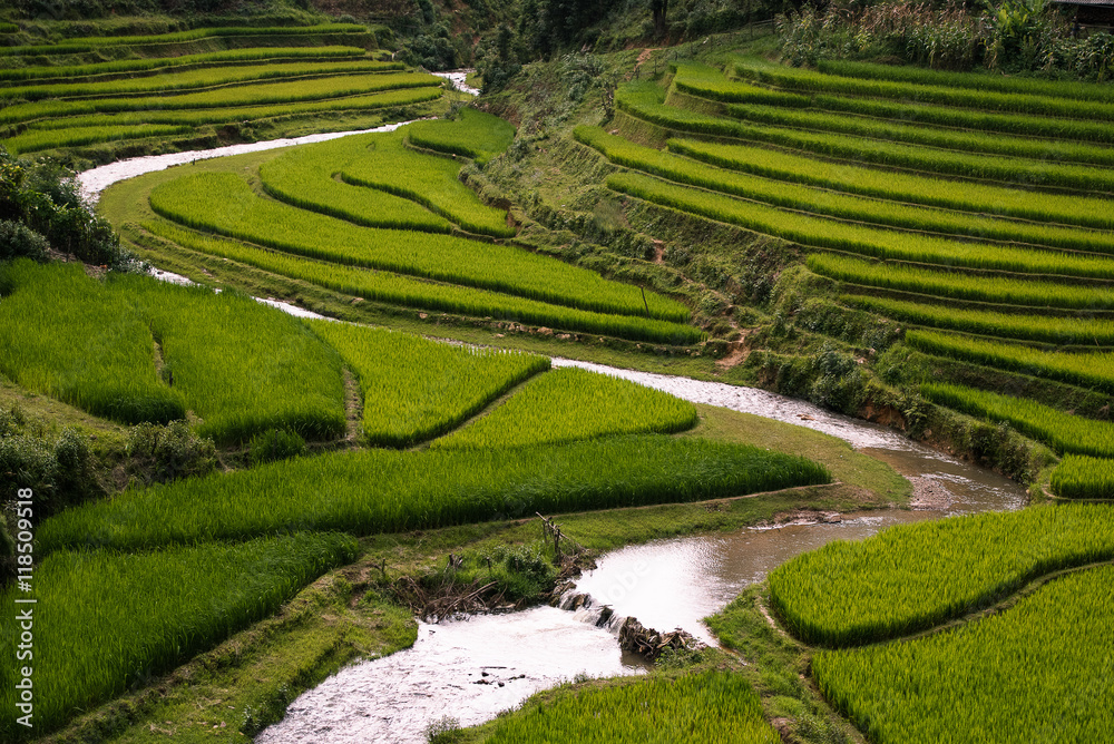 Beautiful rice field terraces in SAPA Vietnam.