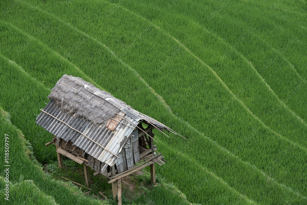 Beautiful rice field terraces in SAPA Vietnam.