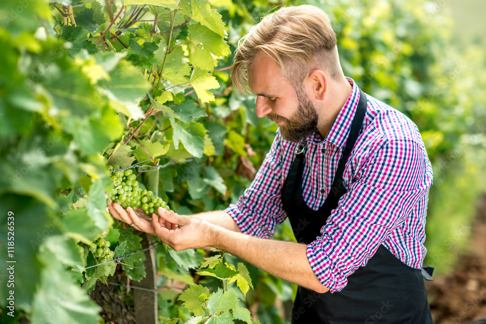 Worker in checkered shirt and apron taking care about grapes on the vineyard. Taking care for the gr