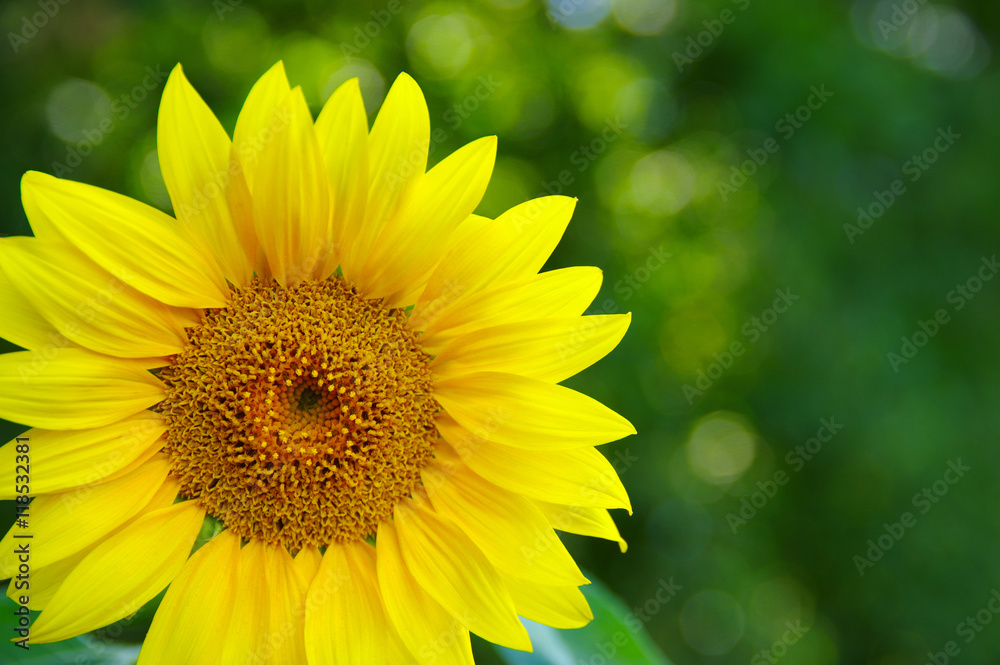 Close up of sunflower