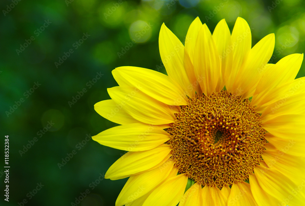 Close up of sunflower