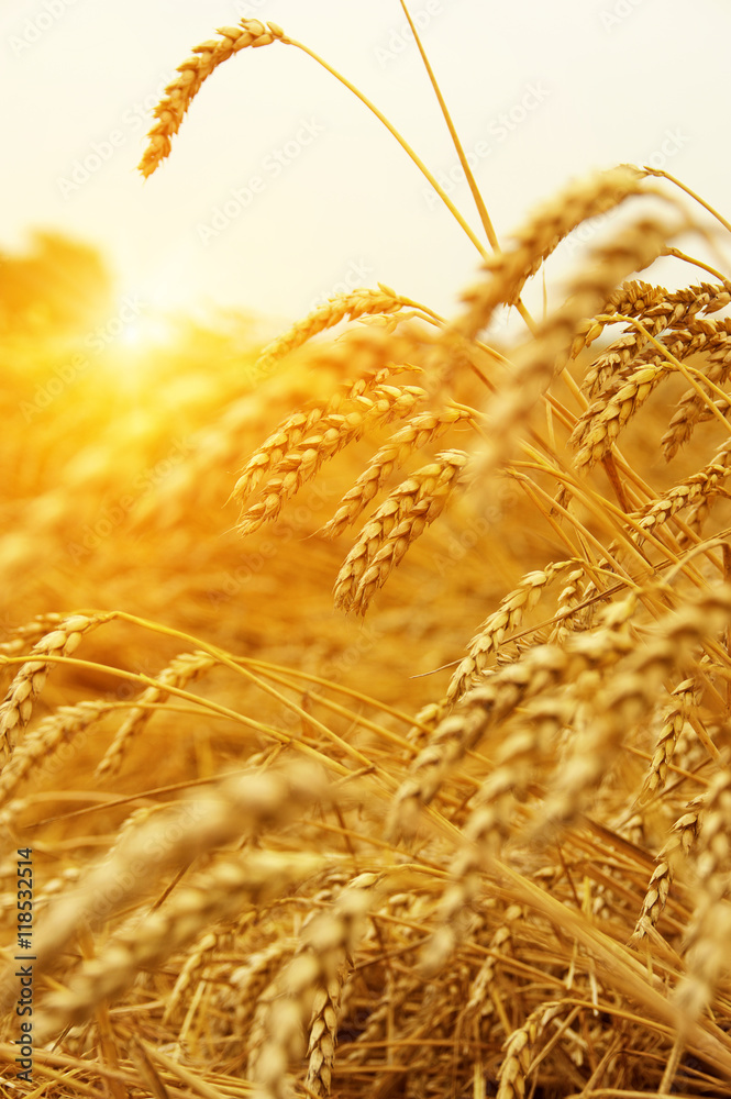  Wheat field on sun