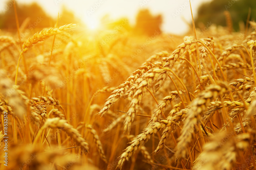  Wheat field on sun