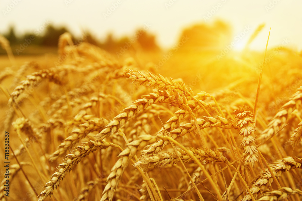  Wheat field on sun