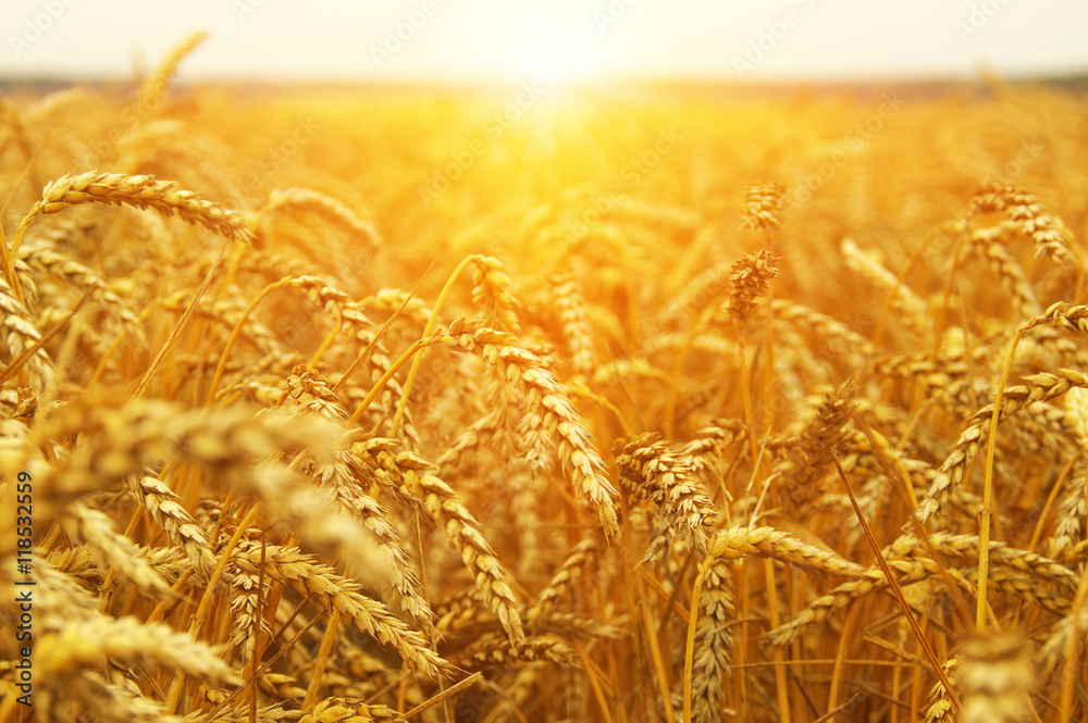  Wheat field on sun