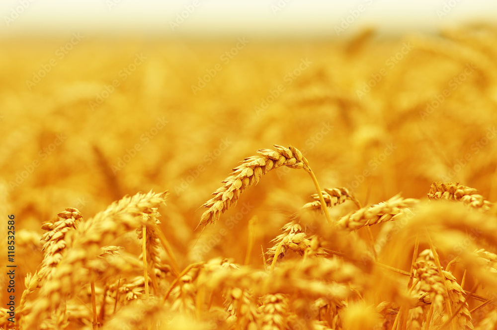  Wheat field on sun