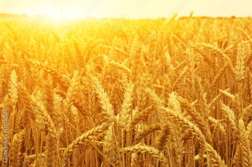  Wheat field on sun