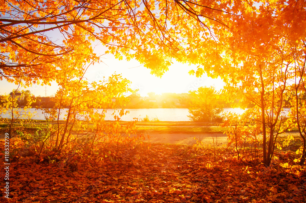  autumn trees with the sun rays