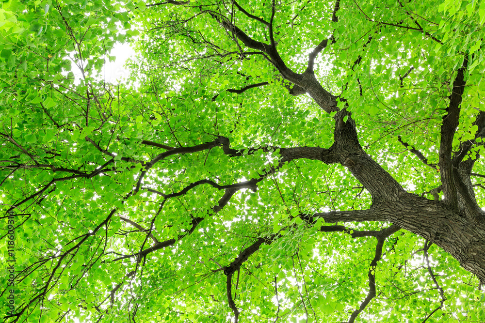 Green Sapium sebiferum tree grows in the forest