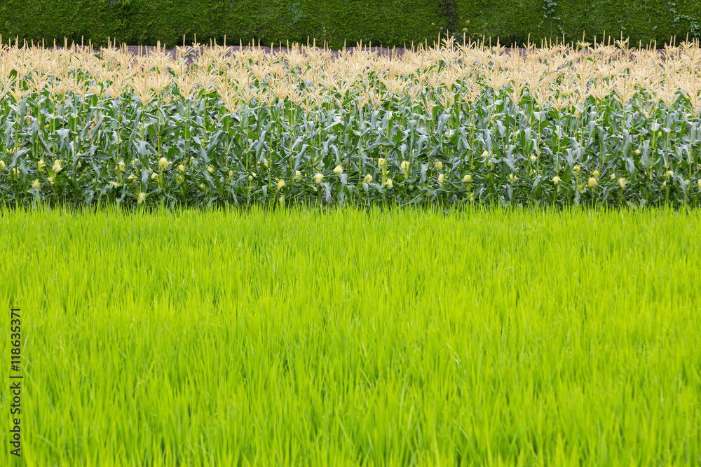 Corn field and rice field