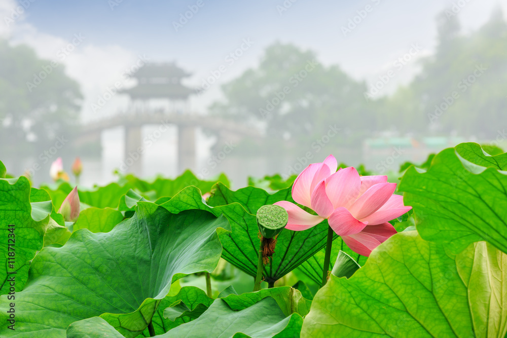 Hangzhou West Lake lotus bloom in the summer,China