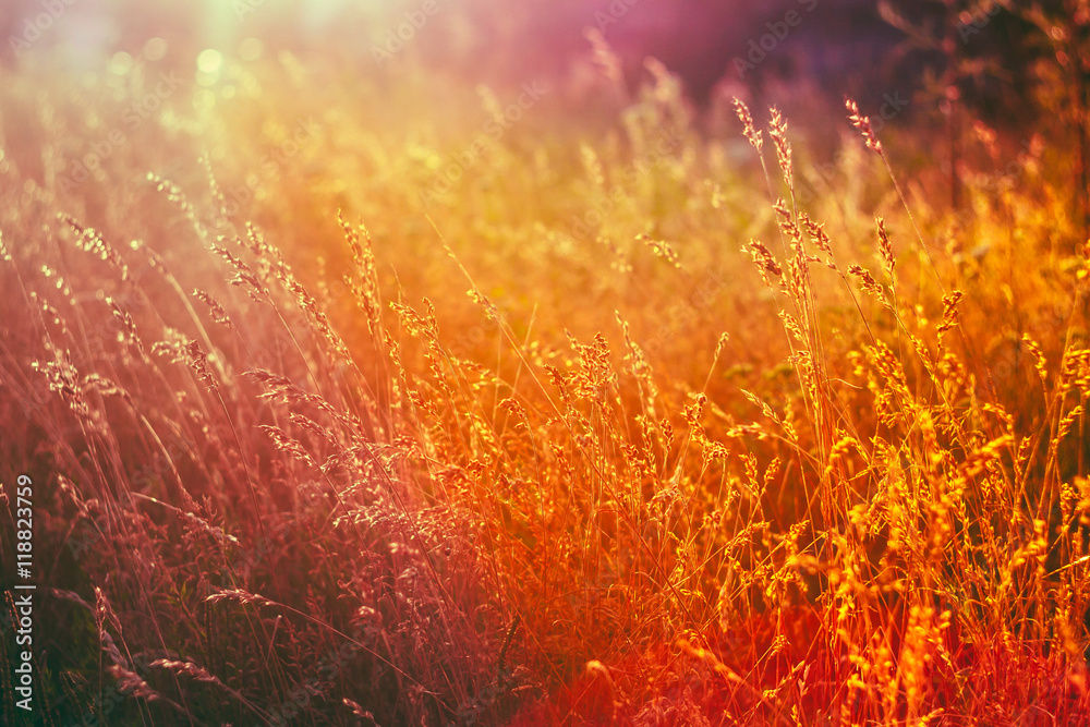 Dry Grass Natural Background In Sunlight and Bokeh, Boke Background