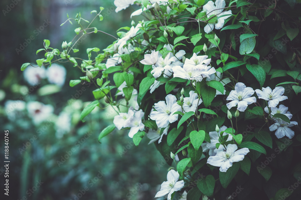 花园里的铁线莲花。浅景深。色调图像。