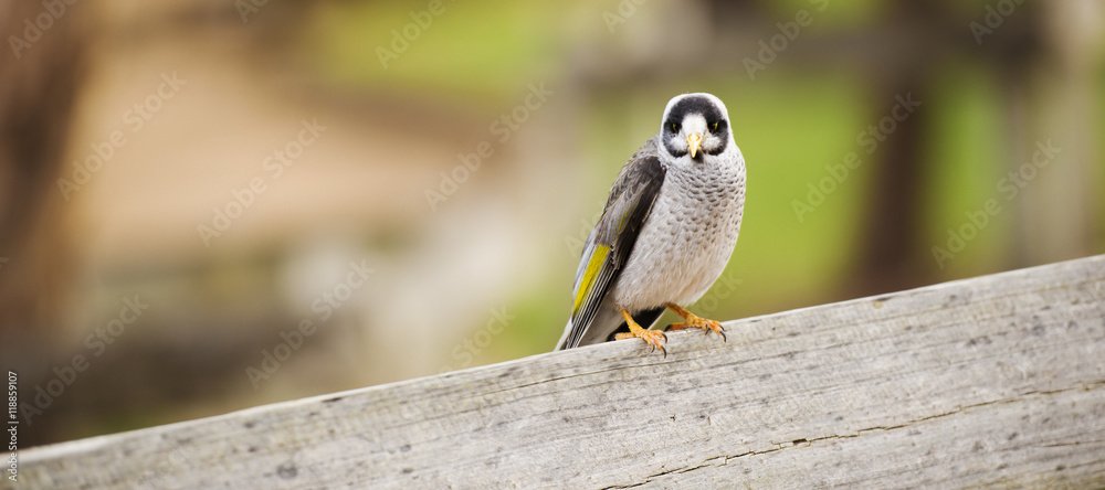 The noisy miner bird by itself during the day