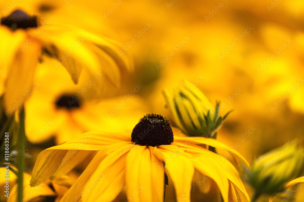 Bright yellow rudbeckia or Black Eyed Susan flowers in the garden