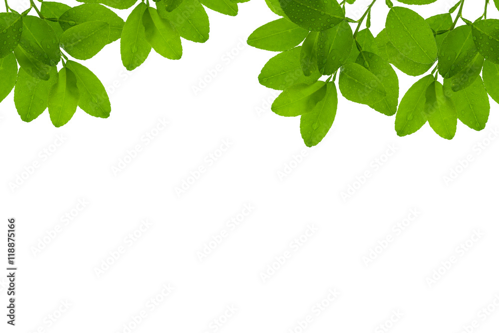 Green leaf frame isolated on white background.