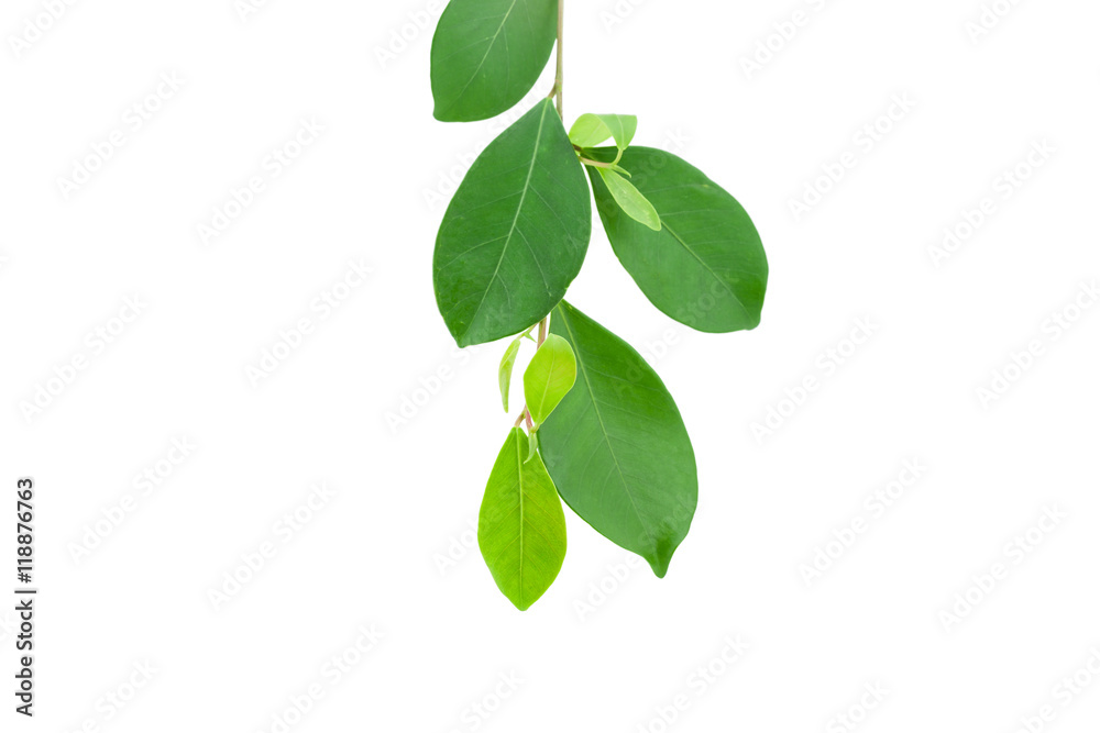 green leaf isolated on a white background.