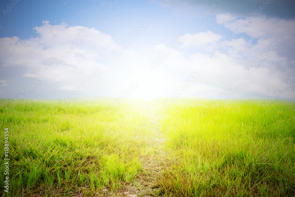 pathway, in green grass with blue sky background.