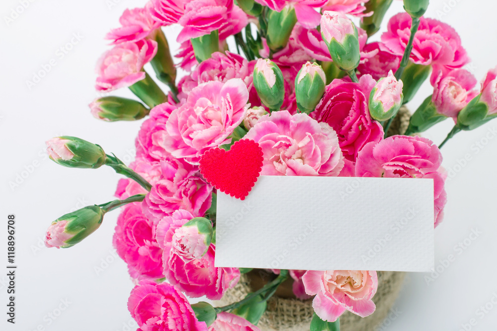 beautiful blooming of  pink carnation flowers 