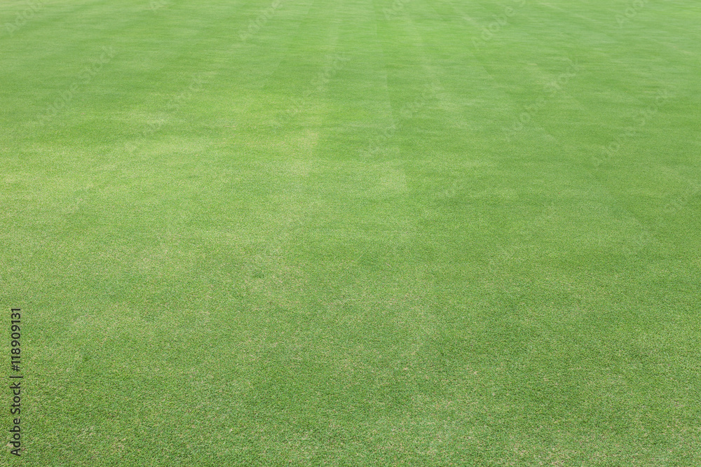 Green grass in golf Fairway ,Grass field background.