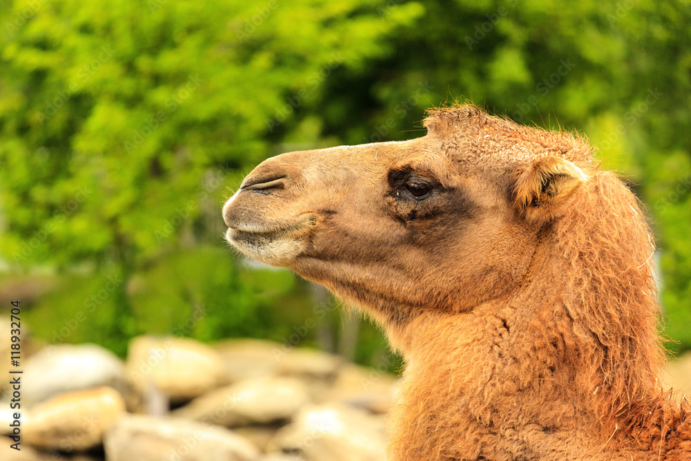 Profile Of A Camel