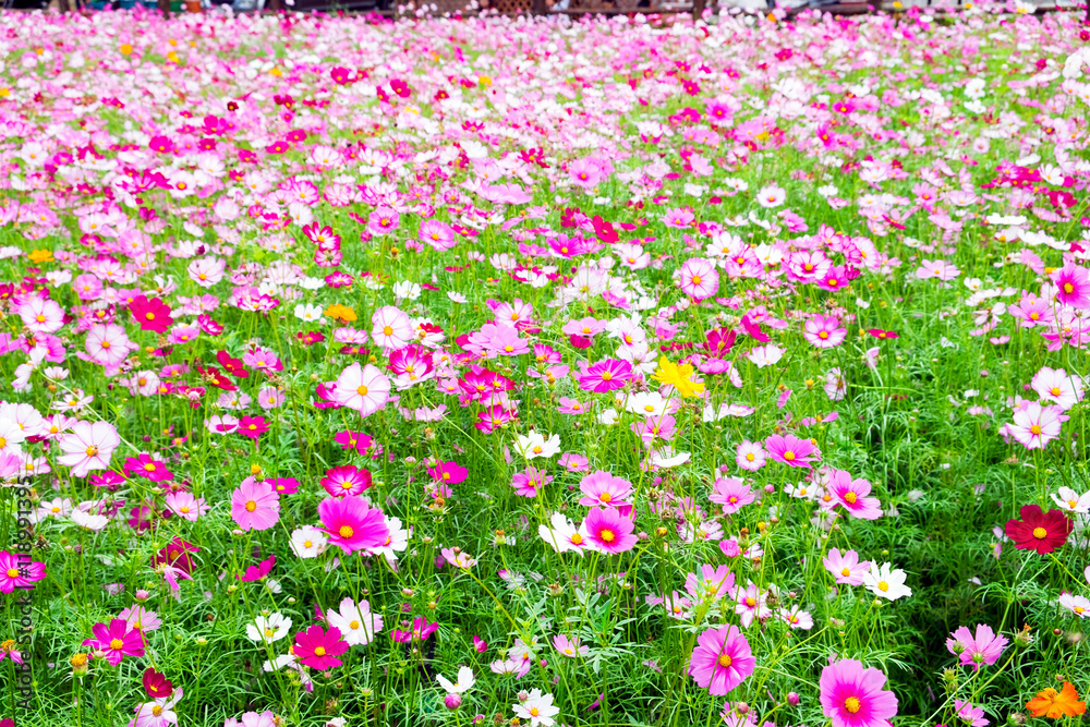 花园里的宇宙花白粉色