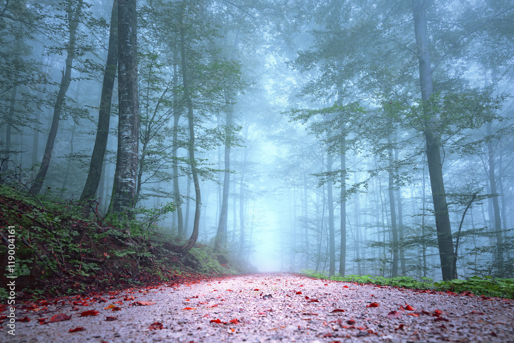 Beautiful foggy seasonal forest road.