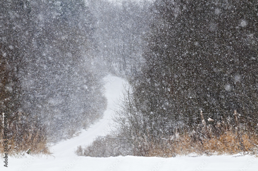 Heavy snowfall in the wood.