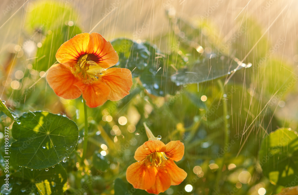 Nasturtium的花朵在日落时在夏雨下枯萎。