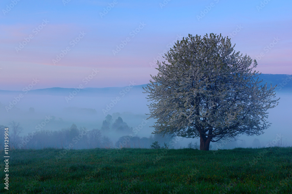 Foggy summer morning in the mountains. Blooming tree on the hill with fog. Tree from Sumava mountain