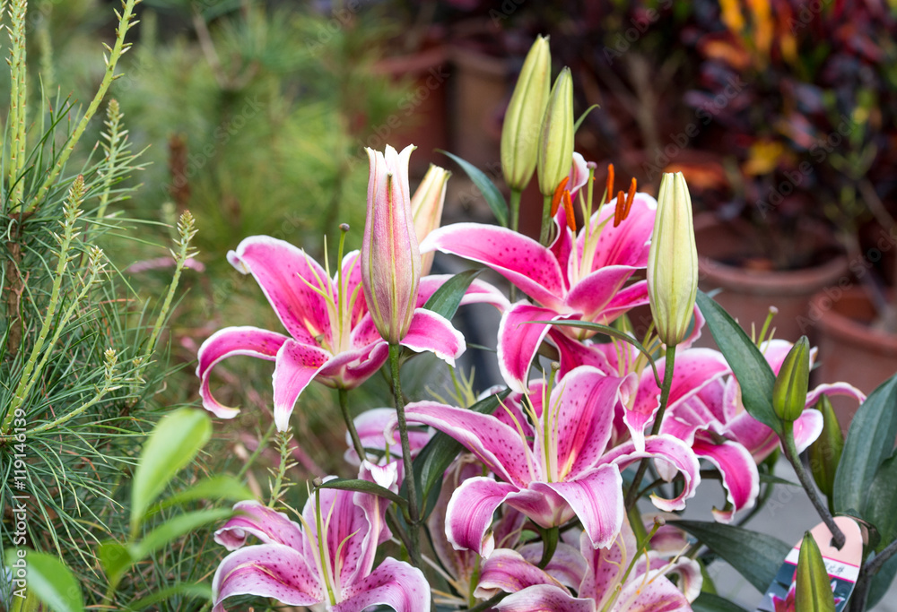 fragrant lily