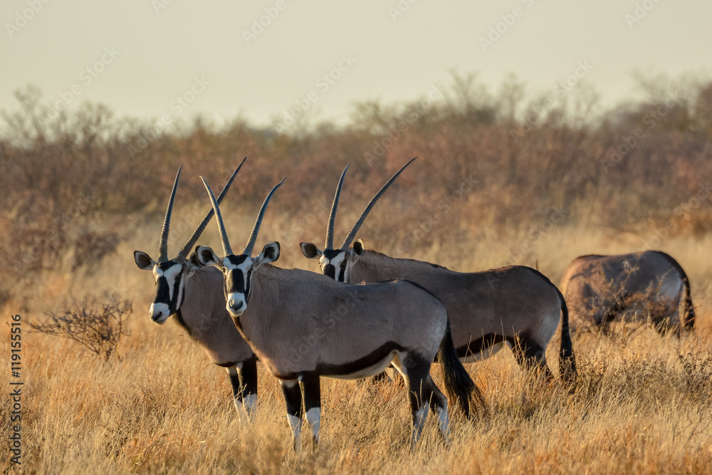 Gemsbok or gemsbuck (Oryx gazella) herd. Central Kalahari Game Reserve. Botswana