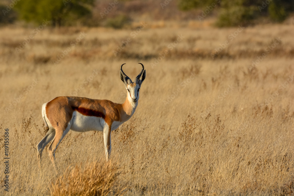 Springbok (Antidorcas marsupialis). Central Kalahari Game Reserve. Botswana