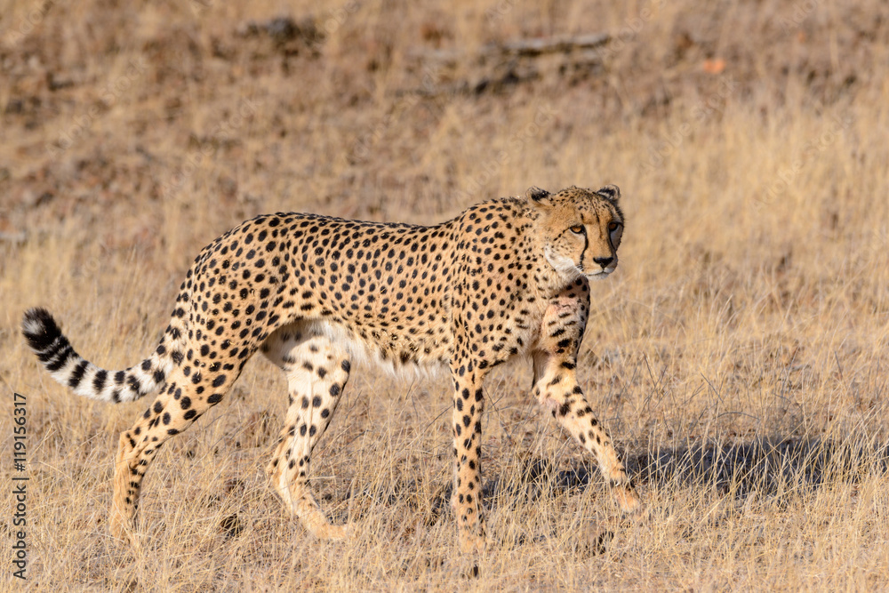 猎豹（Acinonyx jubatus）行走。马沙图禁猎区。北部图利禁猎区，博茨瓦纳