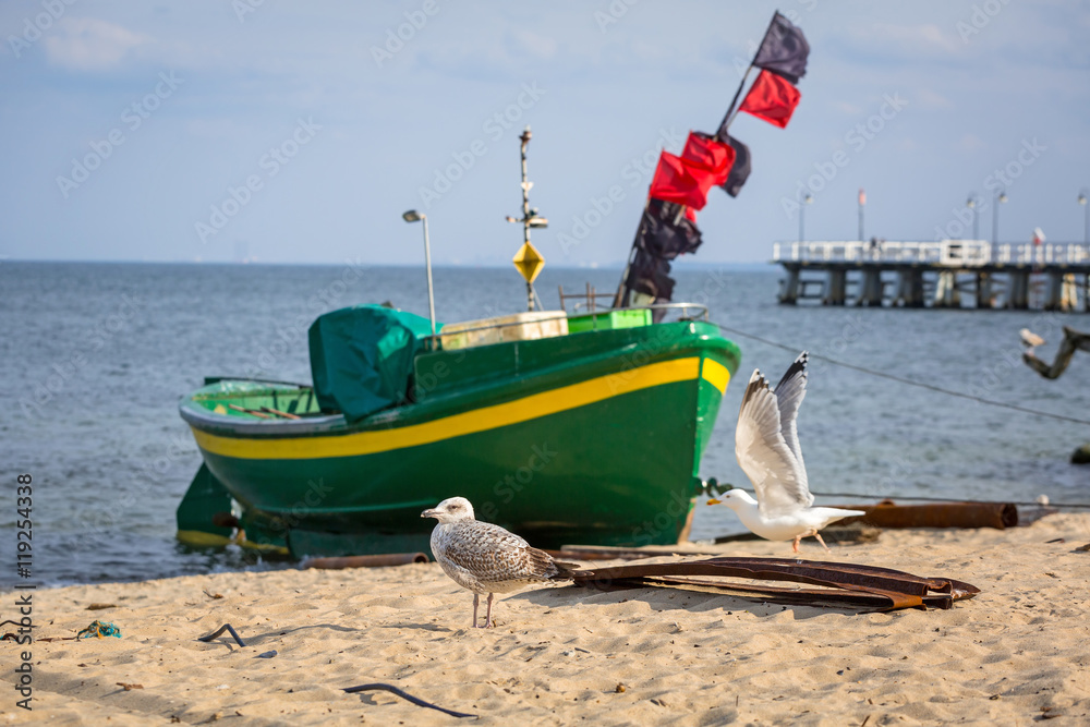 Seagulls on the coast of Baltic Sea in Poland