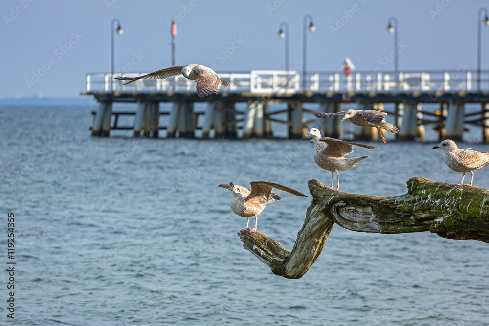 Seagulls on the coast of Baltic Sea in Poland