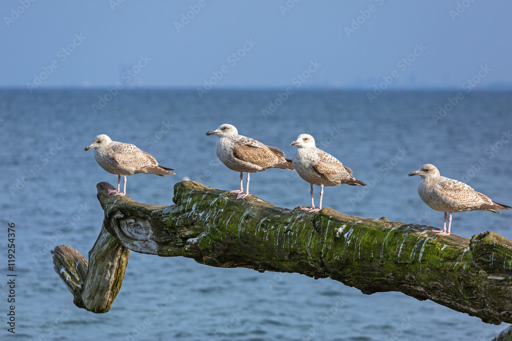 Seagulls on the coast of Baltic Sea in Poland