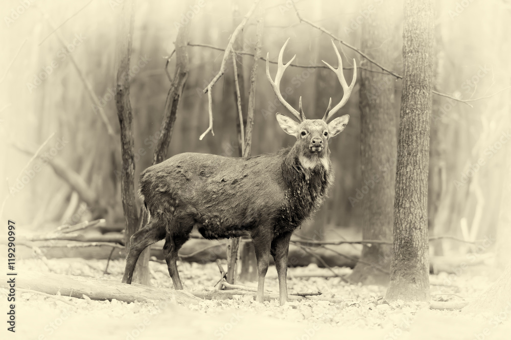 Whitetail buck deerstag in forest. Vintage effect