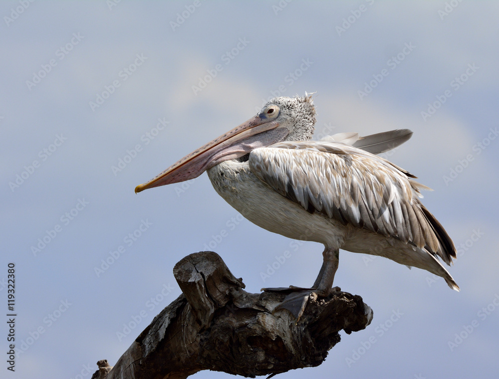 斑嘴鹈鹕或灰鹈鹕（Pelecanus philippensis）