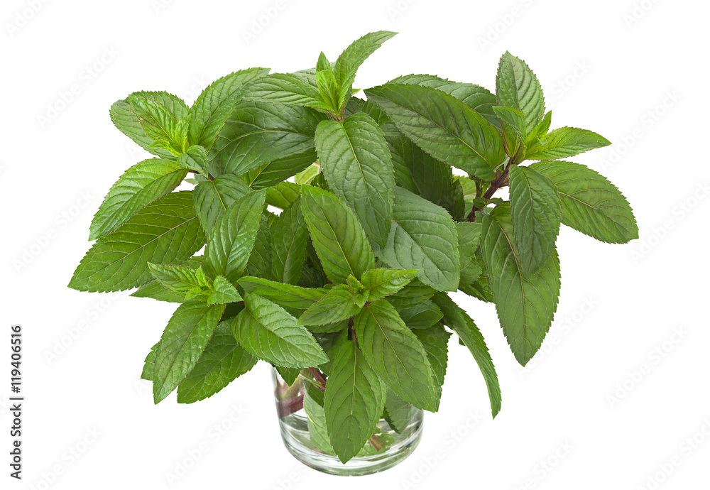 Peppermint leaf on white