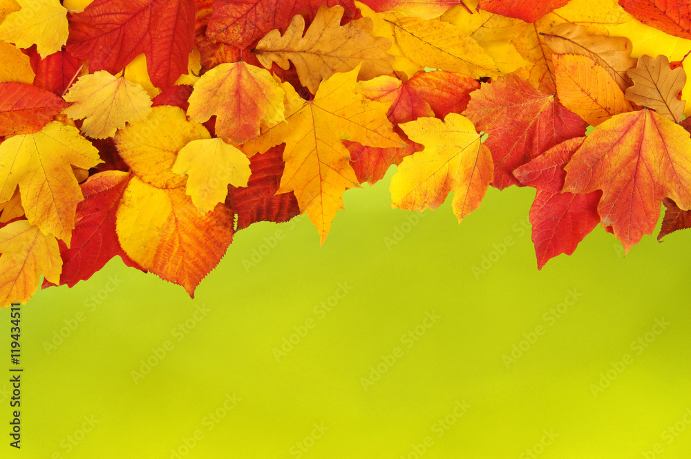 autumn leaves background