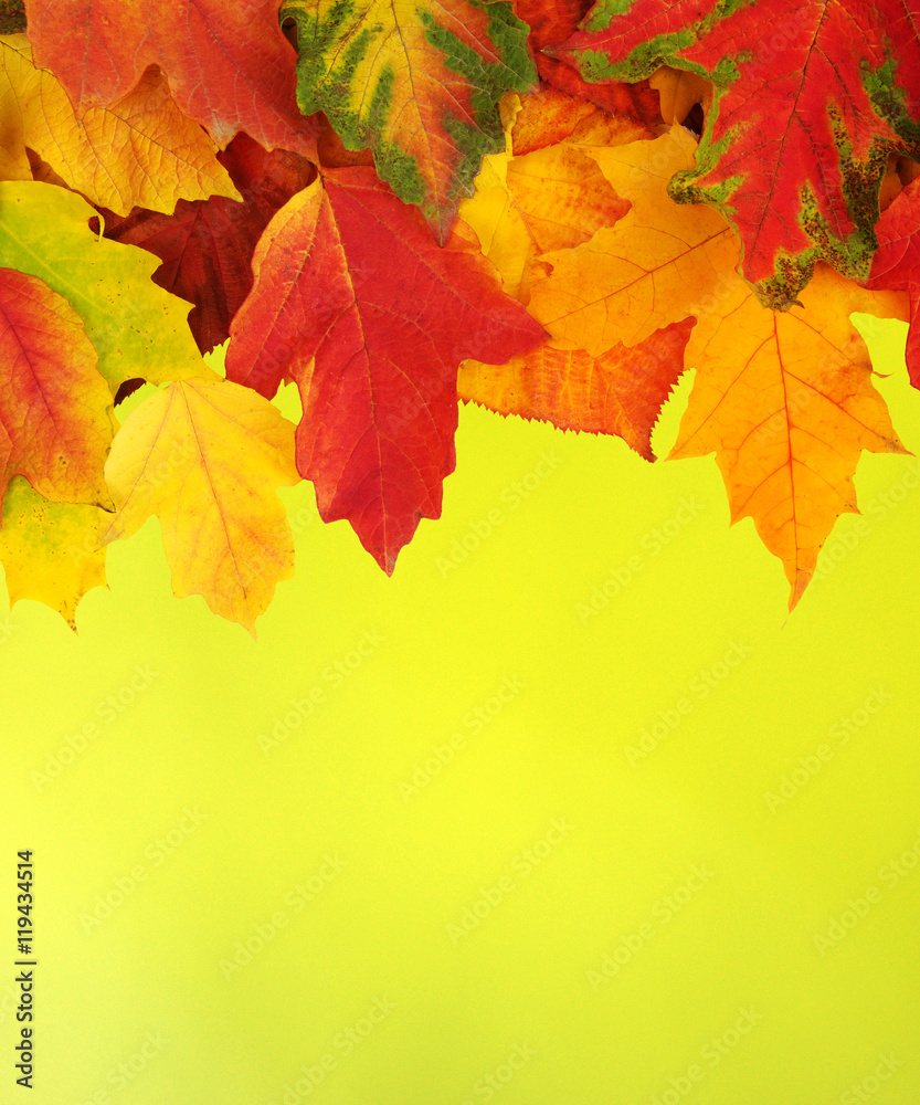 autumn leaves background