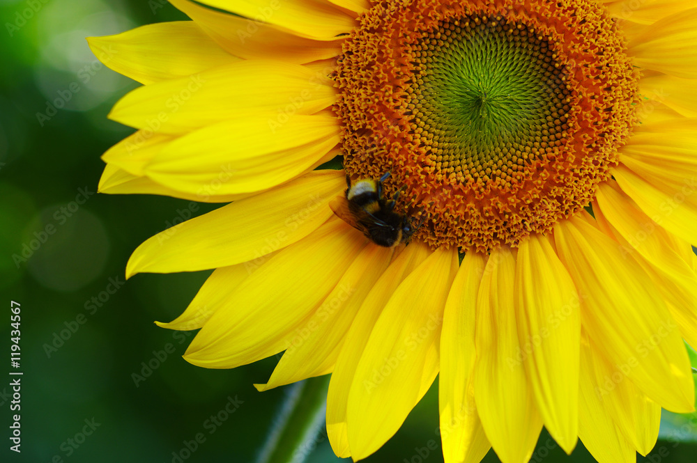 Close up of sunflower