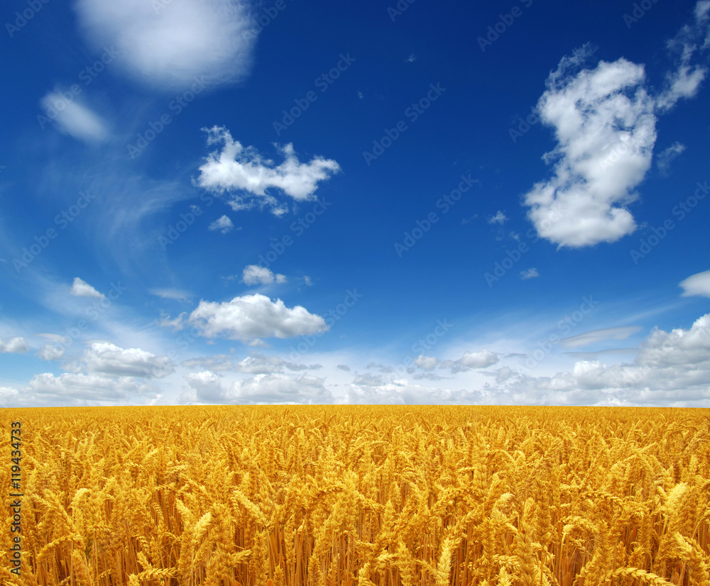 wheat field and sky