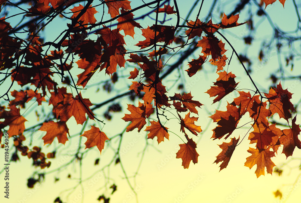 autumn leaves on sky